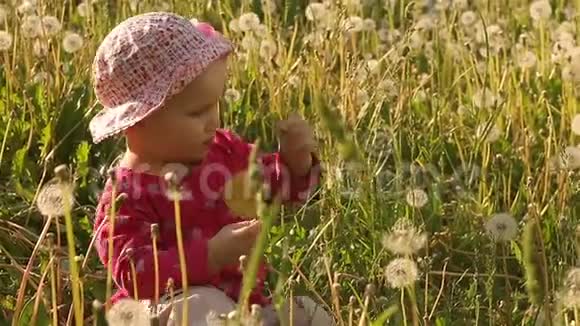 春天草坪上的蒲公英宝宝视频的预览图