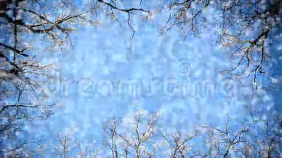 树枝和飘落的雪视频的预览图
