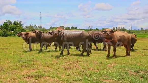 看着公牛骑着青草冲向村庄视频的预览图