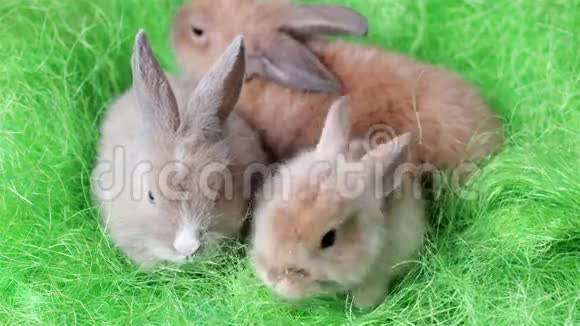 小毛茸茸的小兔子一起休息复活节的象征可爱的五颜六色的小动物玩得开心视频的预览图
