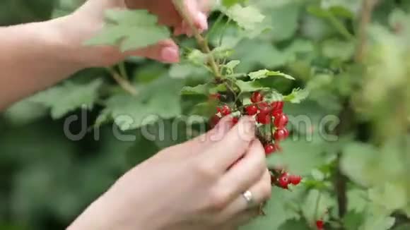 夏季女性用手采摘带有小枝的醋栗特写视频的预览图