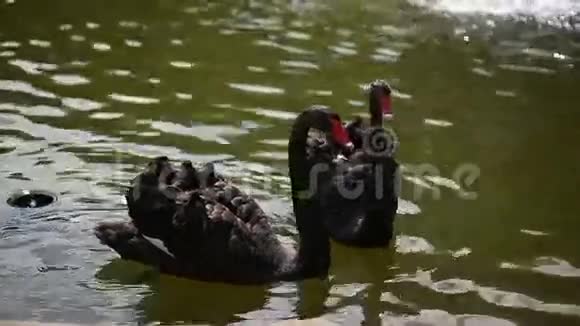 两只黑天鹅在池塘里游泳视频的预览图