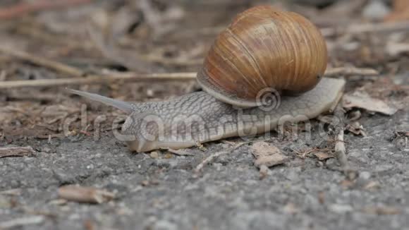 蜗牛正过马路视频的预览图
