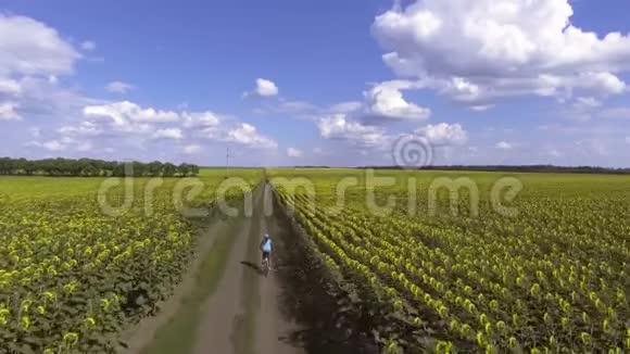 骑自行车骑在盛开的向日葵的田野上视频的预览图