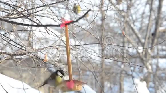 鸟从回收站啄食种子粘在心上挂在花园的树枝上有选择的焦点视频的预览图