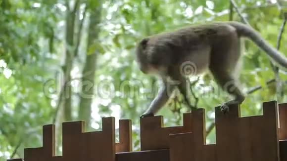 野猴猕猴斜家庭沿栅栏顶步行克拉比的Railay海滩视频的预览图