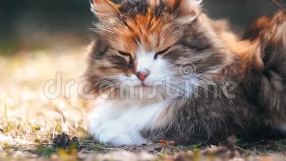猫躺在草地上在阳光下温暖快要睡着了视频的预览图