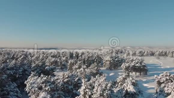 冬季鸟瞰积雪云杉林低飞空中拍摄的大松林覆盖着冬天的雪视频的预览图