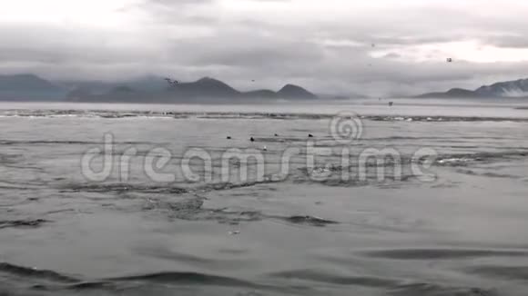 毛皮海豹在阿拉斯加海岸的海洋漩涡中潜水视频的预览图