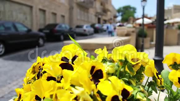 阿塞拜疆巴库街道花坛中黄色矮牵牛的美丽花朵视频的预览图