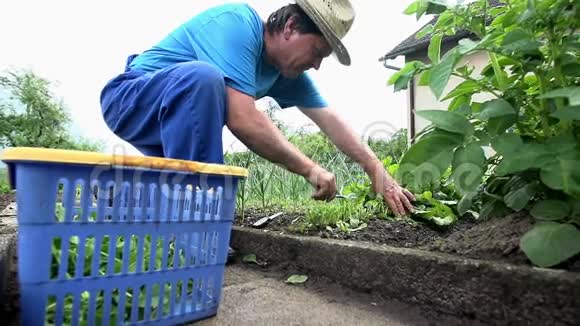 农夫慢镜头地从花园里捡起蔬菜视频的预览图