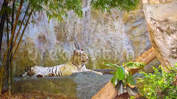 老虎在岩石上休息视频的预览图