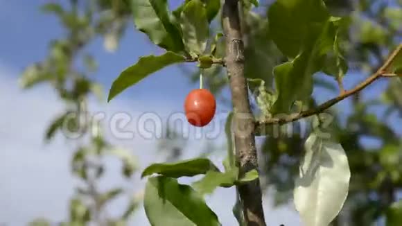 樱桃银莓果视频的预览图