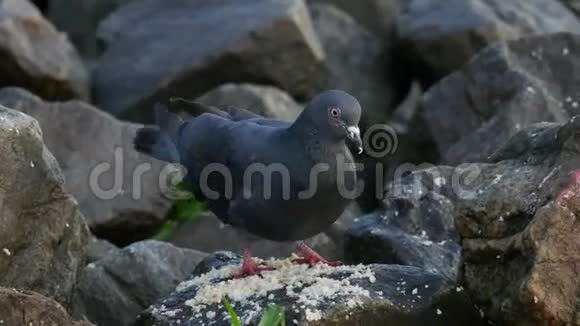 鸽子在河边的岩石吃东西视频的预览图