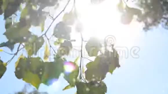 在阳光照耀下的蓝天上的树枝上视频的预览图