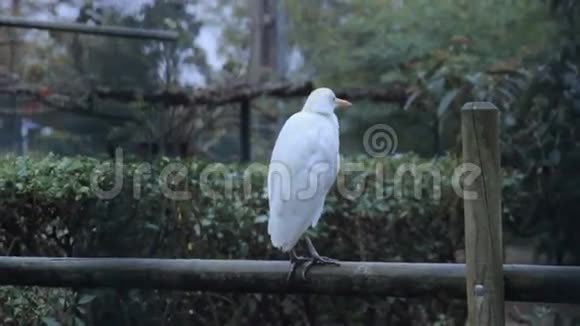 奇怪的白鸟坐在边缘视频的预览图