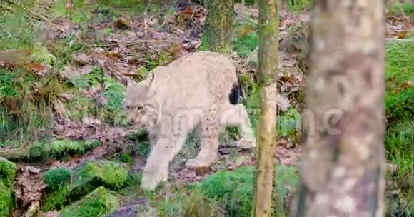 一只欧洲幼崽在树林里散步视频的预览图