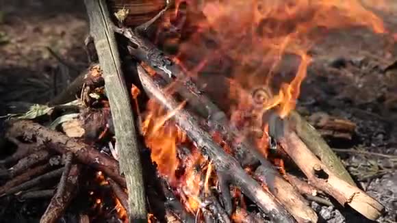 在森林里燃烧着干树枝的篝火视频的预览图