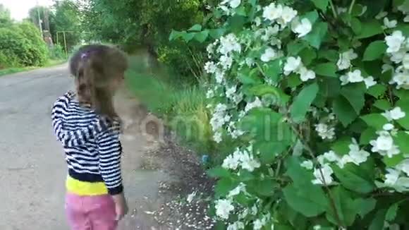 女孩触摸茉莉花丛茉莉花落下因为它已经枯萎了视频的预览图