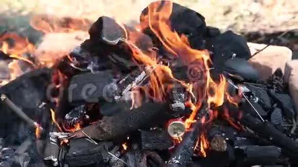 在森林里燃烧着干树枝的篝火视频的预览图