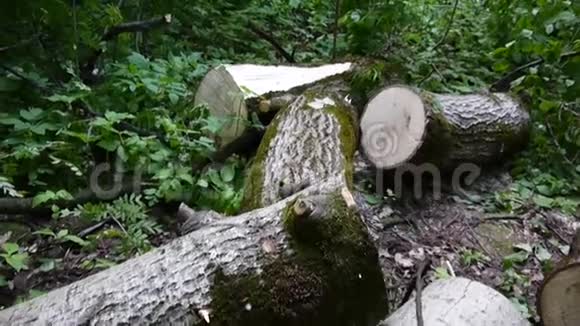 在林登森林中砍伐一棵树木高清镜头用stealicam拍摄全景视频的预览图