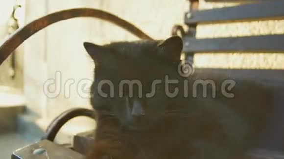 懒惰的黑猫在阳光下打哈欠在外面视频的预览图