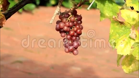 在灌木上酿葡萄视频的预览图