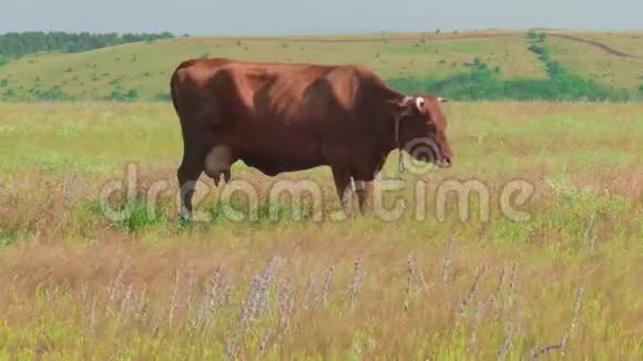 孤独的奶牛在牧场放牧视频的预览图
