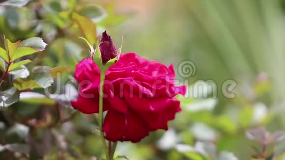 红茶玫瑰在花园里盛开视频的预览图