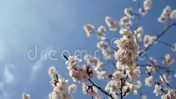 樱花树自然与春天的时代背景视频的预览图