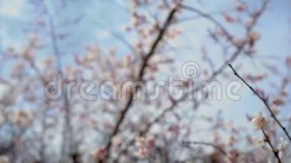 樱花树自然与春天的时代背景视频的预览图