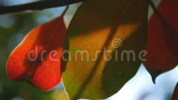 热带树叶超级特写树叶和天空模糊的背景太阳眩光视频的预览图