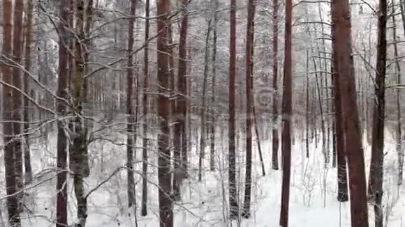 冬季森林降雪时照相机在白雪覆盖的树木之间移动空中观景视频的预览图