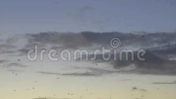 鸟儿从五彩缤纷的夕阳中飞来视频的预览图