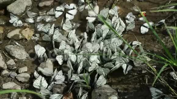 一群白色的蝴蝶围着一个干涸的水坑飞来飞去其中一些蝴蝶坐在地上视频的预览图