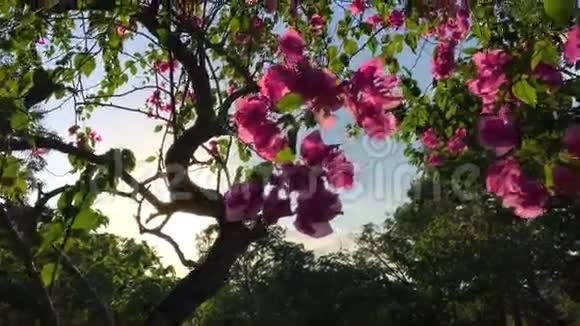 公园里的太阳和蓝天上的粉红花慢动作花卉高清背景视频的预览图