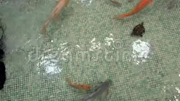 异国水族馆鱼类和海龟游泳视频的预览图