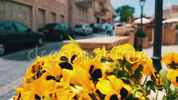 阿塞拜疆巴库街道花坛中橙色矮牵牛的美丽花朵视频的预览图