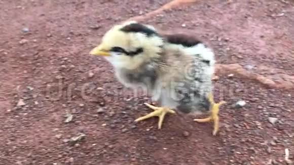 夏威夷考艾岛的怀美亚的婴儿鸡视频的预览图