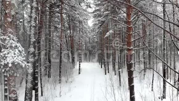 冬季森林降雪时照相机在白雪覆盖的树木之间移动空中观景视频的预览图