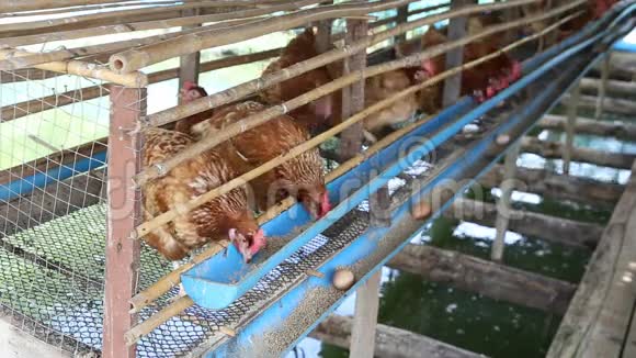 母鸡和鸡蛋在农场吃食物视频的预览图