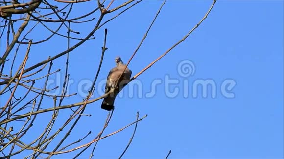 冬天鸽子坐在树枝上视频的预览图