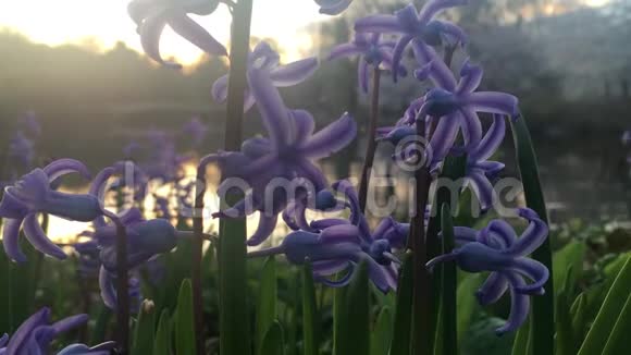 在纽约曼哈顿的中央公园春日日出时风信子植物与紫色香花绽放视频的预览图