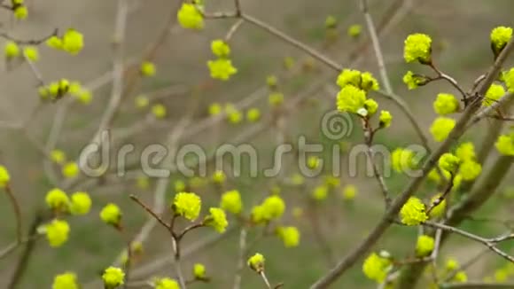 春天开花的树视频的预览图