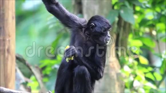 黑猴子吃黄椒视频的预览图