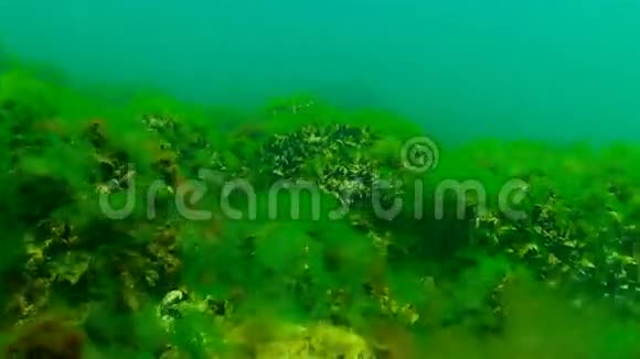 黑海浅水域的绿藻浒苔贻贝和鱼类视频的预览图
