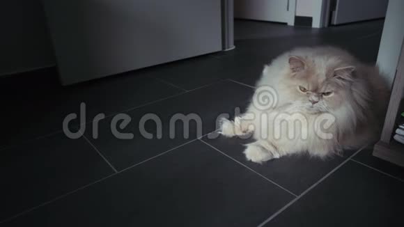 漂亮的白猫躺在地板上波斯大猫4k视频的预览图