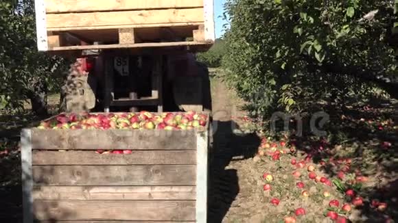 拖拉机把装满苹果收获的木箱放在另一个盒子上4K视频的预览图