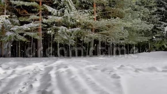 落在森林里的雪视频的预览图
