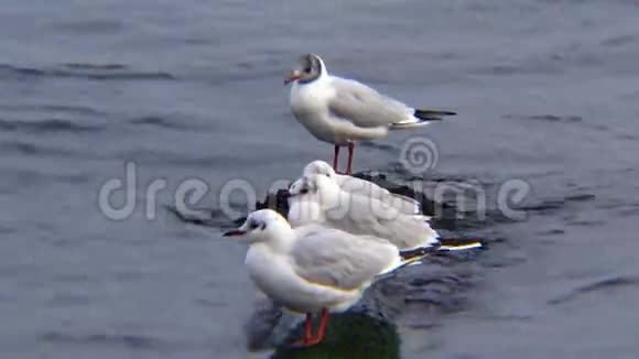 黑海的天鹅和海鸥卡努斯天鹅座视频的预览图